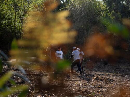 imagen-122 reforestacion