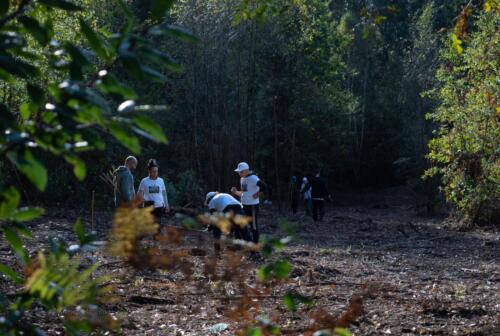 imagen-123 reforestacion