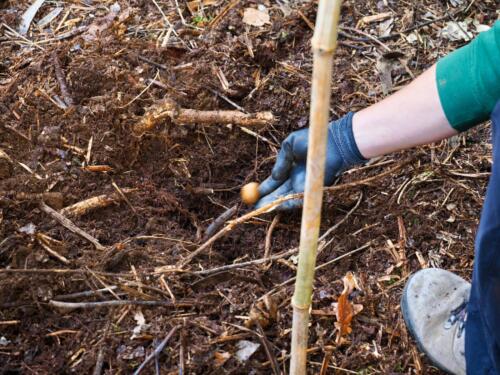 imagen-127 reforestacion