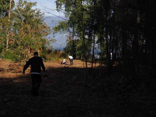 imagen-131 reforestacion