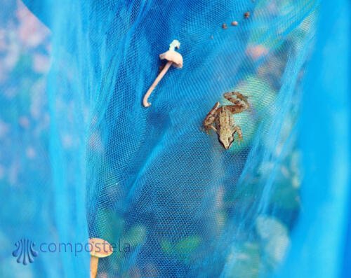 imagen-69 identificacion-flora-y-fauna