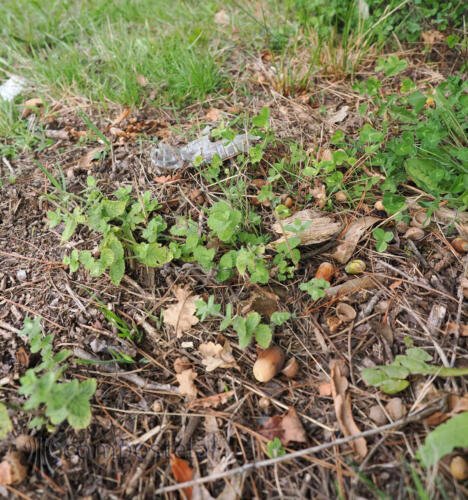 imagen-71 identificacion-flora-y-fauna