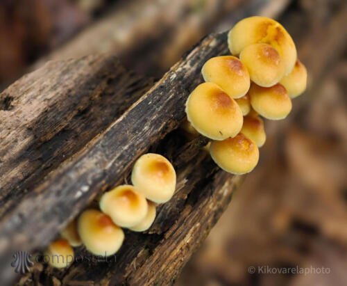 imagen-77 identificacion-flora-y-fauna