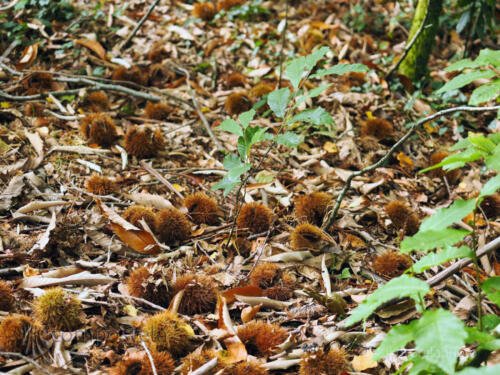 imagen-81 identificacion-flora-y-fauna