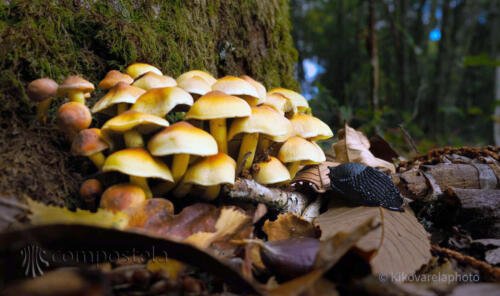 imagen-84 identificacion-flora-y-fauna